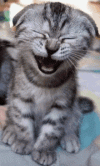 laughing-kitty-cat.gif